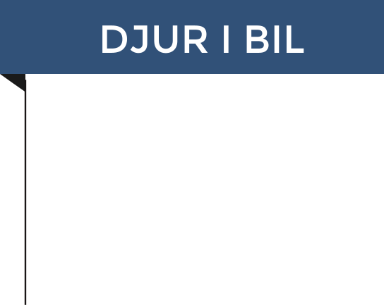 DJUR I BIL